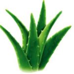 aloevera