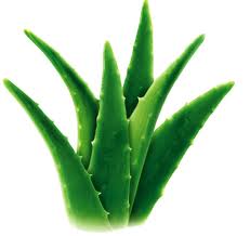 aloevera