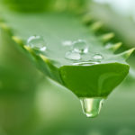 jugo de aloevera